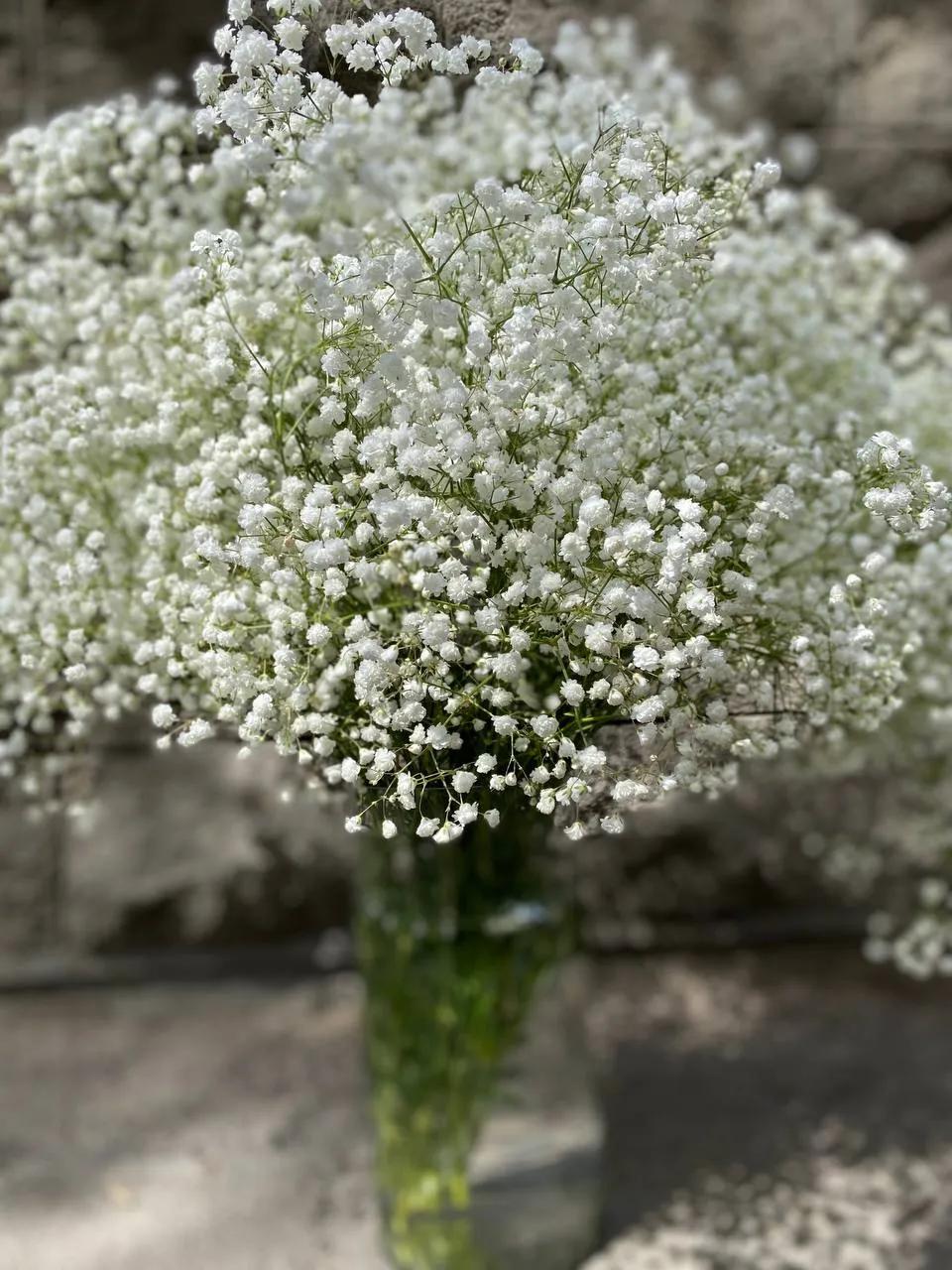 Gypsophiloa | ծաղիկներ, ծաղկեպսակներ, բույսեր Երևան Gypsophiloa | ծաղիկներ, ծաղկեպսակներ, բույսեր Երևան