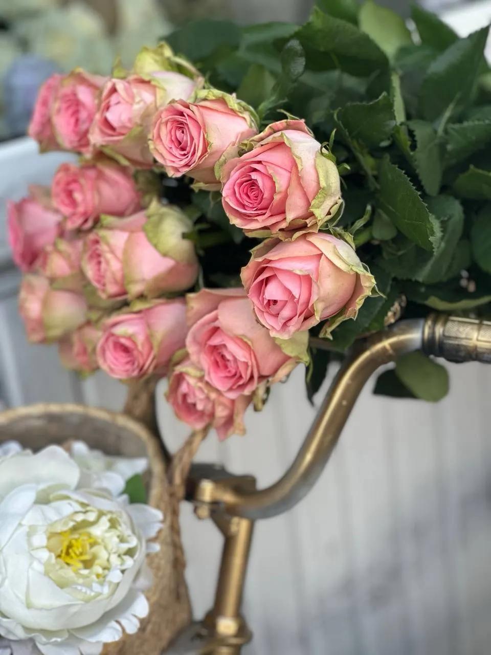 Bunch of roses | ծաղիկներ, ծաղկեպսակներ, բույսեր Երևան Bunch of roses | ծաղիկներ, ծաղկեպսակներ, բույսեր Երևան